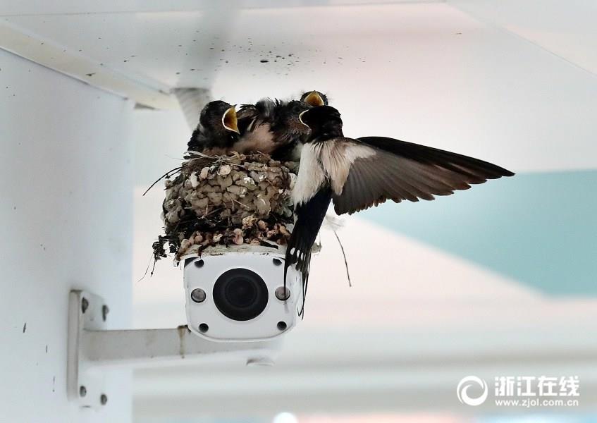 燕子监控器上做窝 Swallows nest on school's surveillance camera