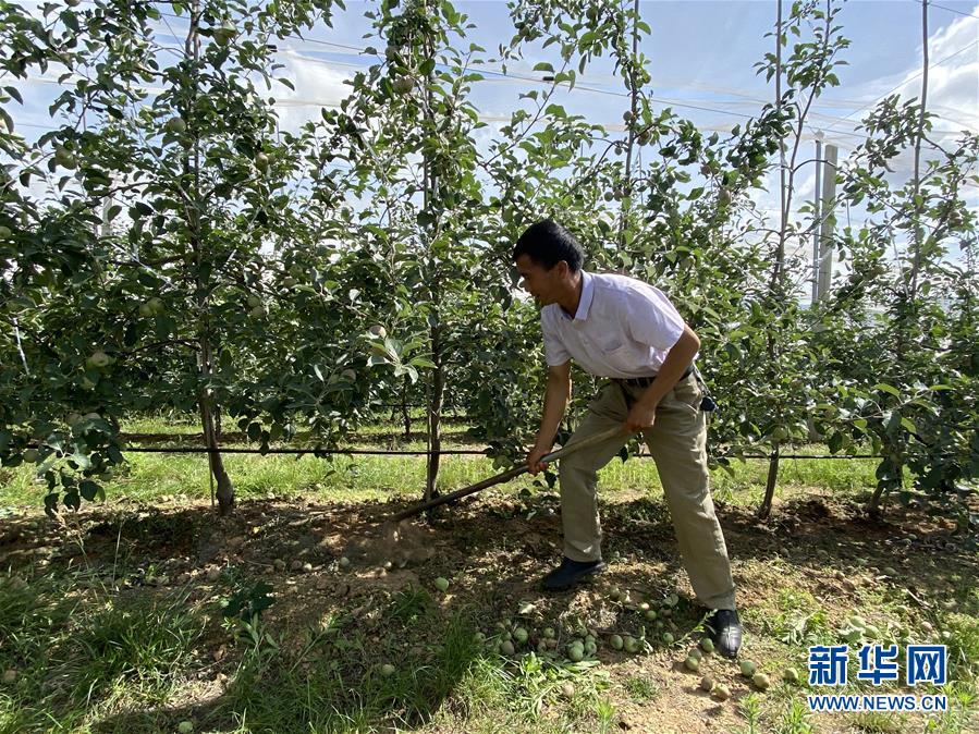 （决战决胜脱贫攻坚·图文互动）（1）高原红了，日子好了——贵州海拔最高县发展苹果产业见闻