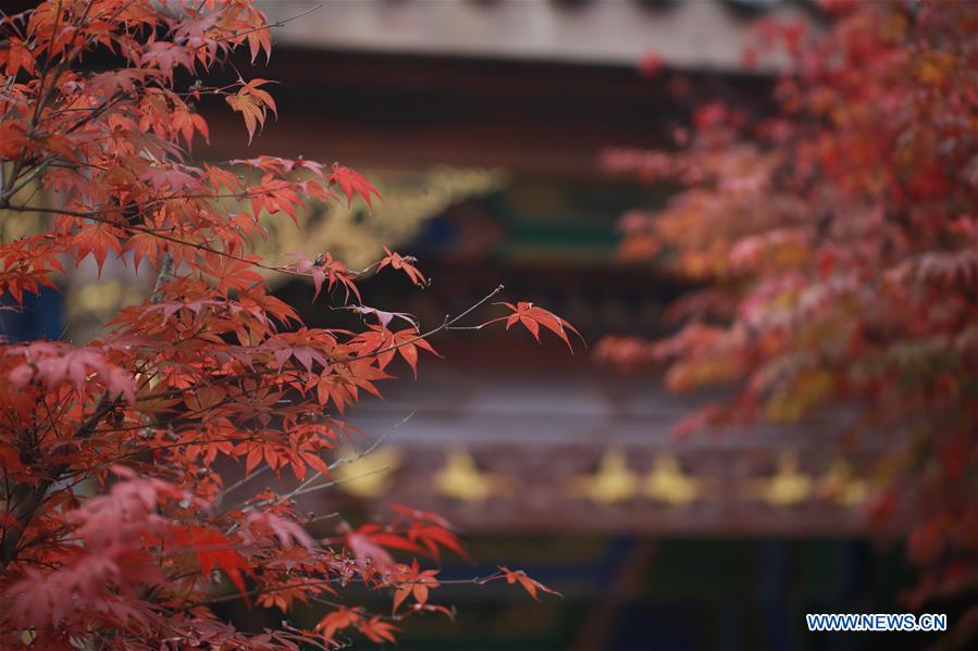 #CHINA-AUTUMN VIEWS (CN)