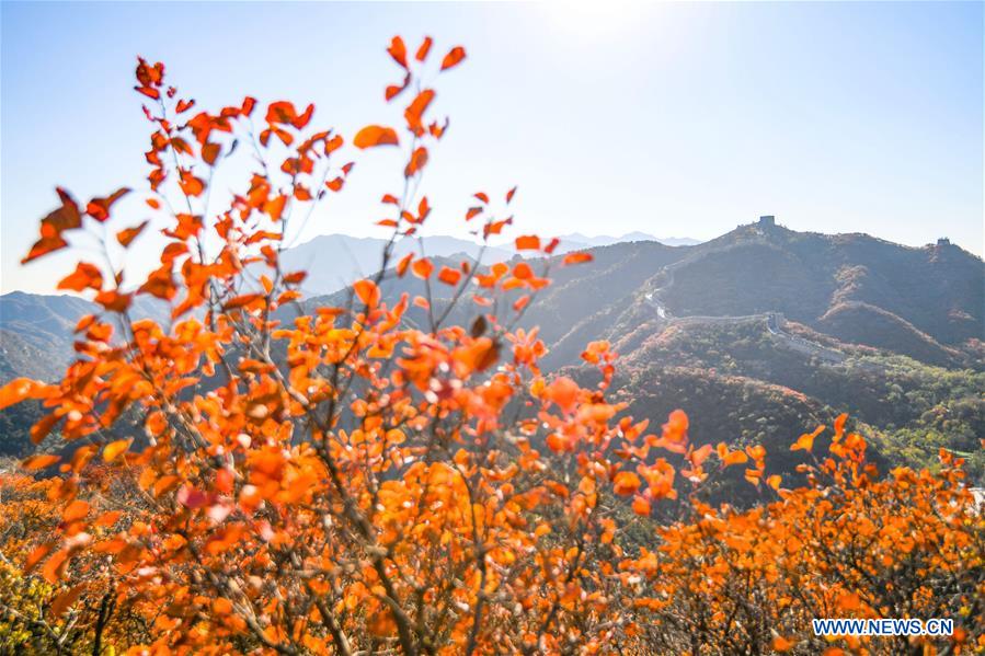 CHINA-BEIJING-BADALING GREAT WALL-AUTUMN VIEW (CN)