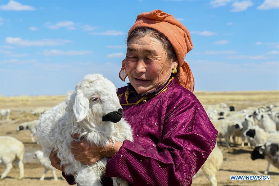 Daily life of herdswoman in China's Inner Mongolia