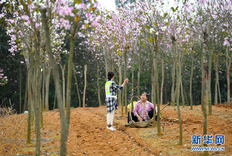 #（图片故事）（6）广西柳州：90后女硕士进村扶志路