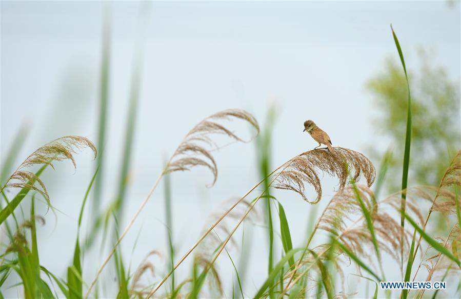 CHINA-LIAONING-WETLAND PARK-LOTUS-BLOSSOM (CN)