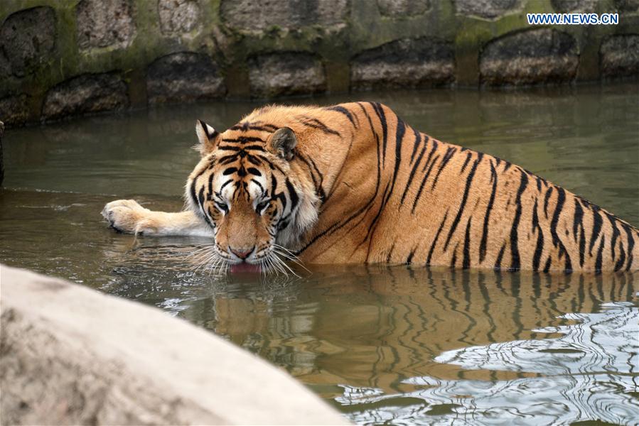 CHINA-HEILONGJIANG-HAILIN-SIBERIAN TIGERS-MIDSUMMER (CN)