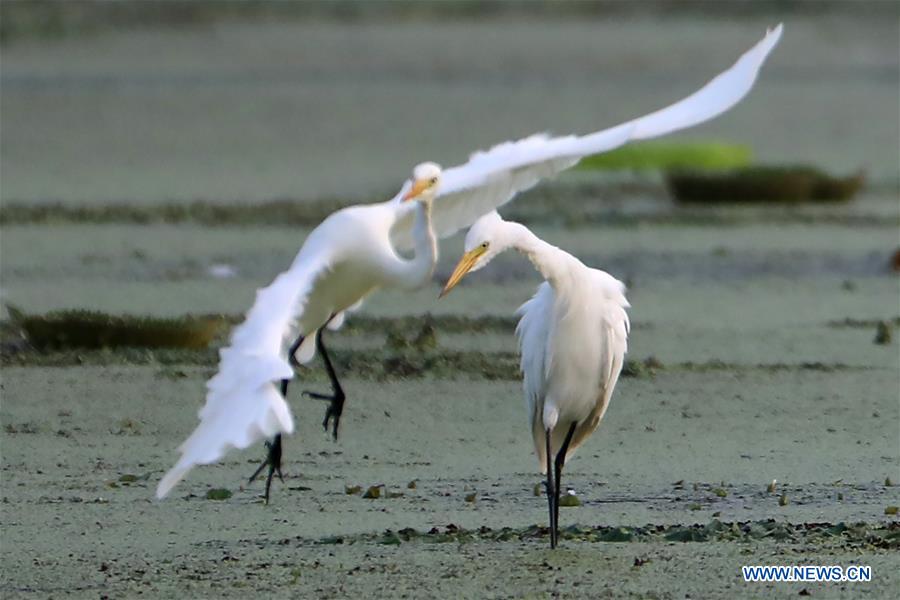 #CHINA-JIANGSU-EGRET (CN)