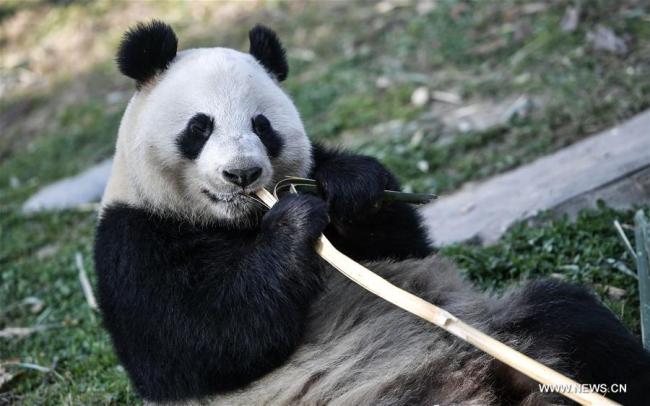 中国大熊猫启程赴芬兰 China's giant pandas leave for Finland