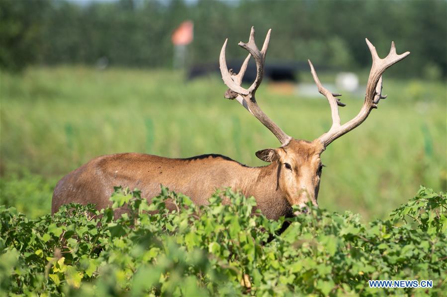 view of east dongting lake milu deer and bird rescue center in